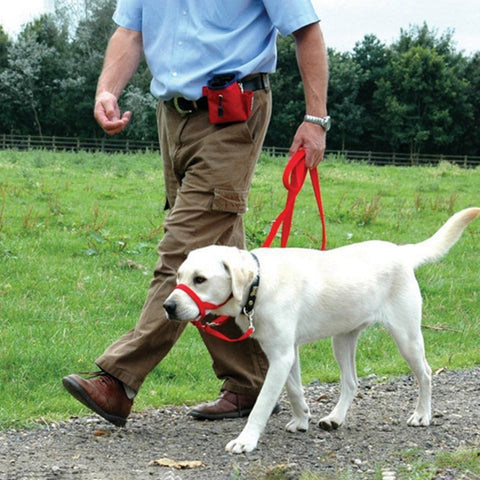 Collars & Leads